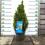  Smrek biely (Picea glauca) ´PERFECTA´ – výška 70-80 cm, kont. C7,5L
